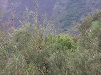 nte Rinatu-20110615 062